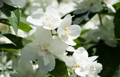 macro white gentle flowers of jasmin