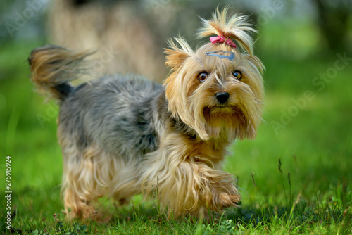 Yorkshire terrier walking on the grass