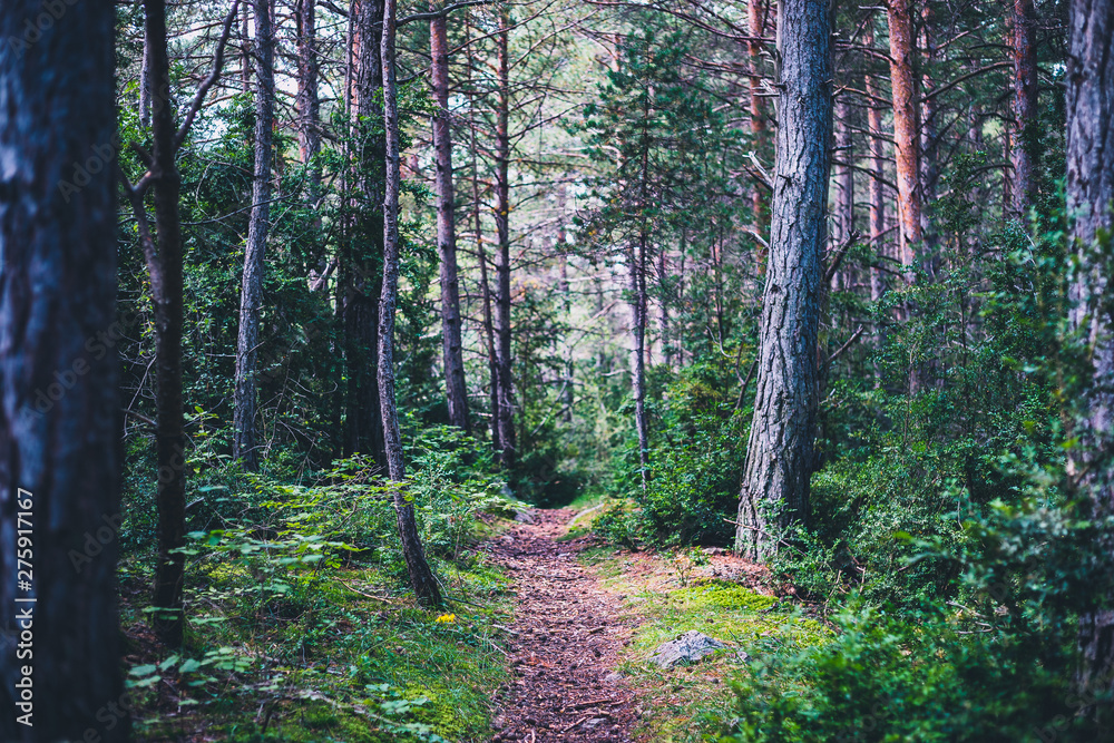 Hiking path into the pine tree forest in Spain Hiking path into the pine tree forest in Spain