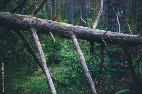 Broken dead pine tree in the forest in Spain