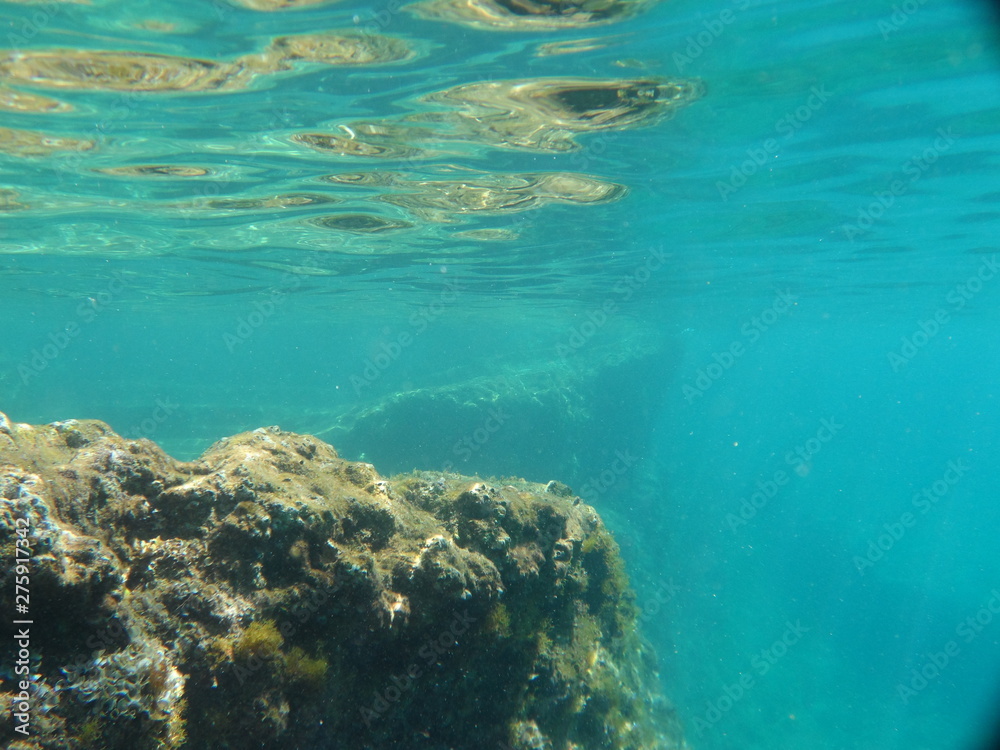 view of the sea and coral reef underwater