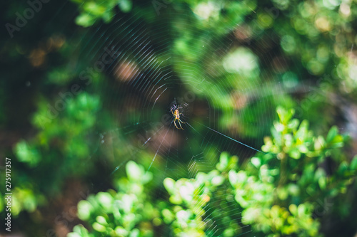 Small spider on its spider web with blurred green leaves on the background in the forest