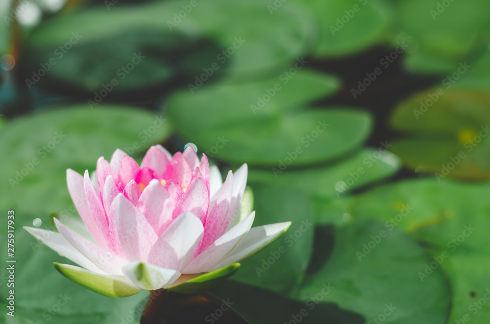 beautiful pink lotus flower in pond. aquatic water lily fresh nature flower blooming background outdoors in garden top view with sunlight. beautiful pink lotus flower in pond. aquatic water lily fresh nature flower blooming background outdoors in garden top view with sunlight.