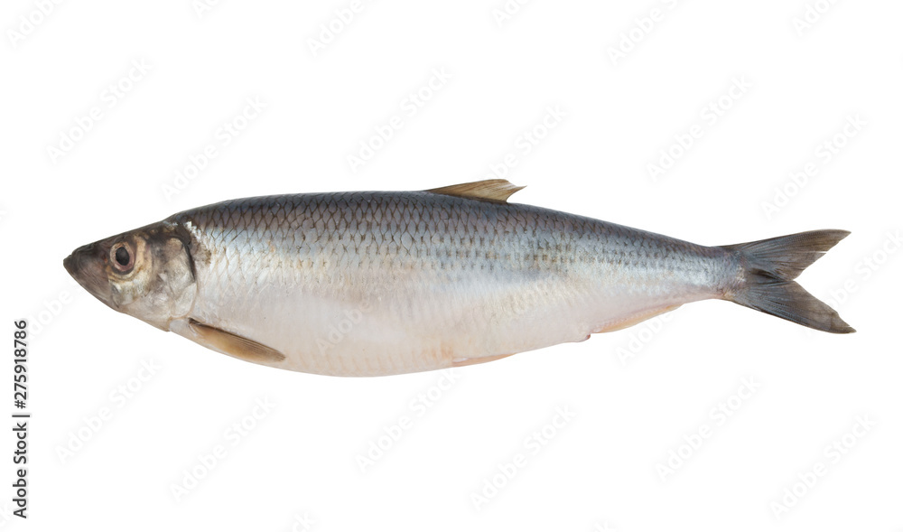Raw herring fish isolated on white background Raw herring fish isolated on white background