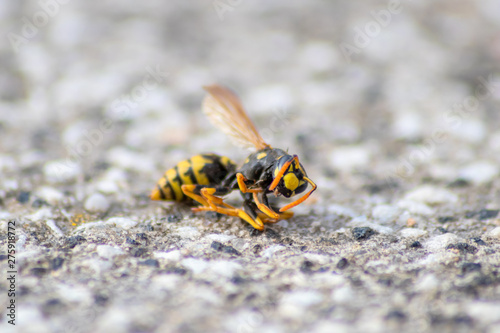 Tote Wespe liegt auf einer Steinplatte und zeigt ihre natürliche Schönheit über den Tod hinaus - gegen das Insektensterben © sunakri