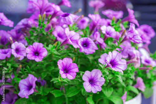 beautiful flowers  lilac and pink. Grow on flower bed. Bright juicy colors  close-up.