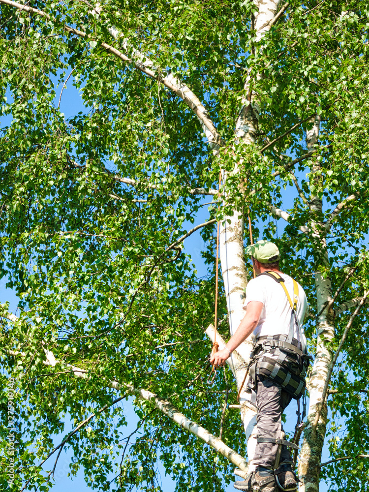 Fototapeta premium Mature male tree trimmer high in birch tree, 30 meters from ground, cutting branches with gas powered chainsaw and attached with headgear for safe job