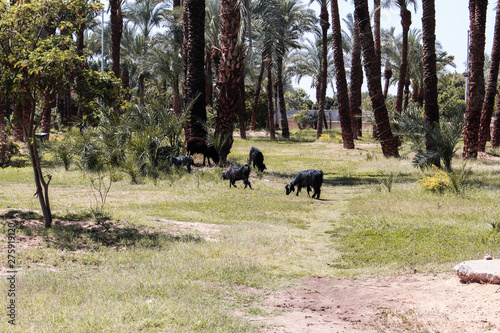 The image of wild black goats in a meadow in distant  suburban Luxor  Egypt. 