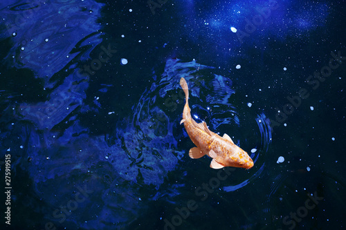 Goldfish in dark blue glowing water, red and yellow japanese koi carp swims in pond close up, abstract golden fish constellation, astrology symbol, artistic galaxy stars light in night sky, copy space