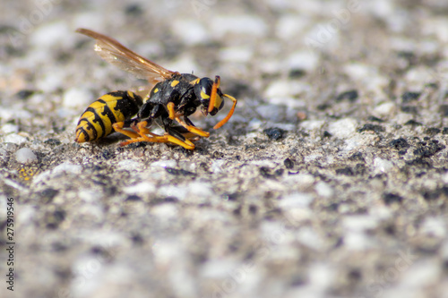 Tote Wespe liegt auf einer Steinplatte und zeigt ihre natürliche Schönheit über den Tod hinaus - gegen das Insektensterben