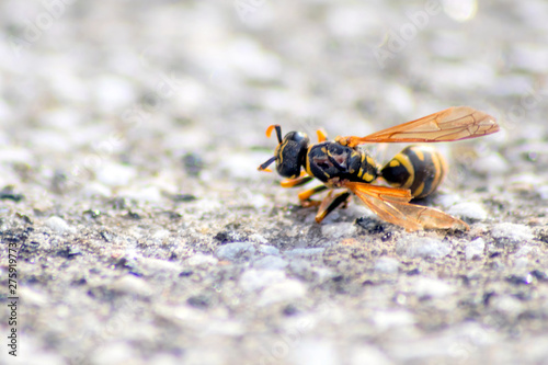 Tote Wespe liegt auf einer Steinplatte und zeigt ihre natürliche Schönheit über den Tod hinaus - gegen das Insektensterben