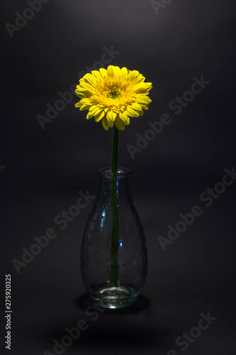 Germini in einer Vase mit schwarzem Hintergrund © Ralf Depner