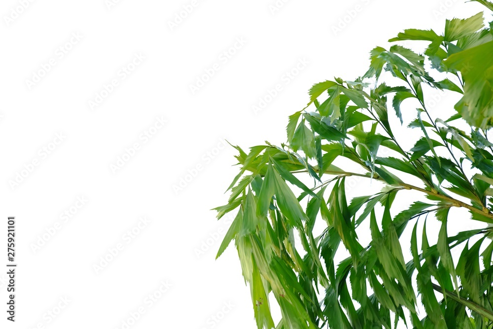 Obraz premium Tropical palm leaves on white isolated background for green foliage backdrop 