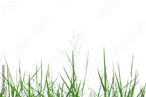Wild grass leaves on white isolated background for green foliage backdrop 