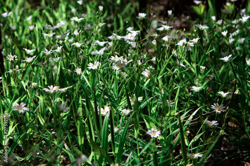 Closeup photo of flowers and grass.