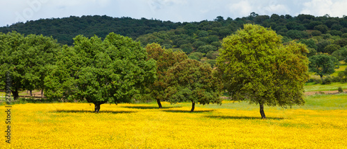 Spring, Garciaz, Las Villuercas, Caceres, Extremadura, Spain, Europe photo