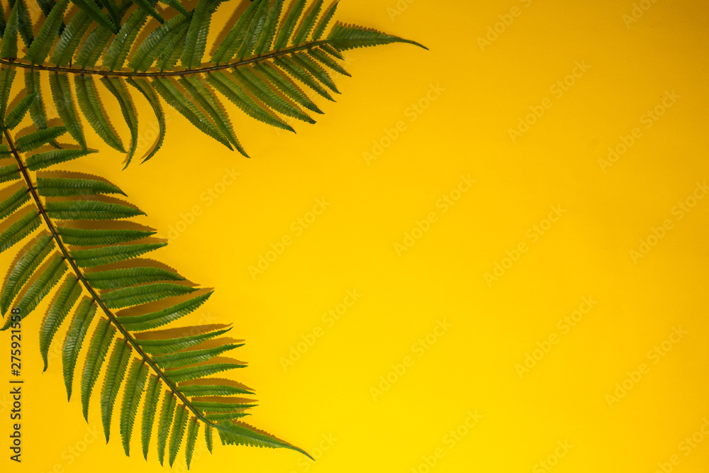 Top view of tropical fern leaves on yellow background.