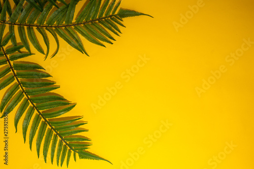 Top view of tropical fern leaves on yellow background.