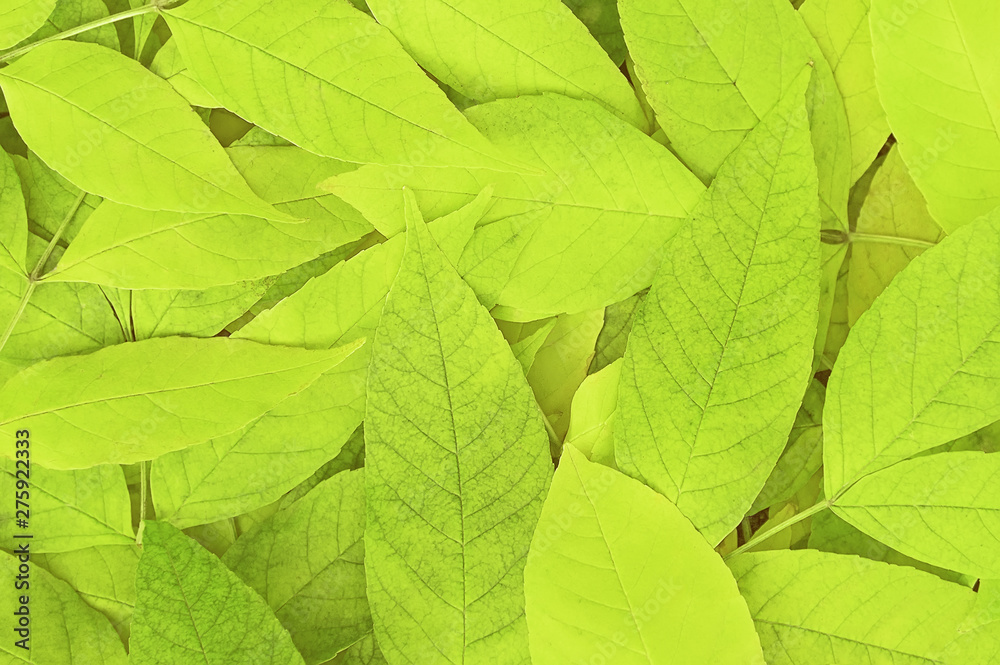 Fototapeta premium Green leaves background