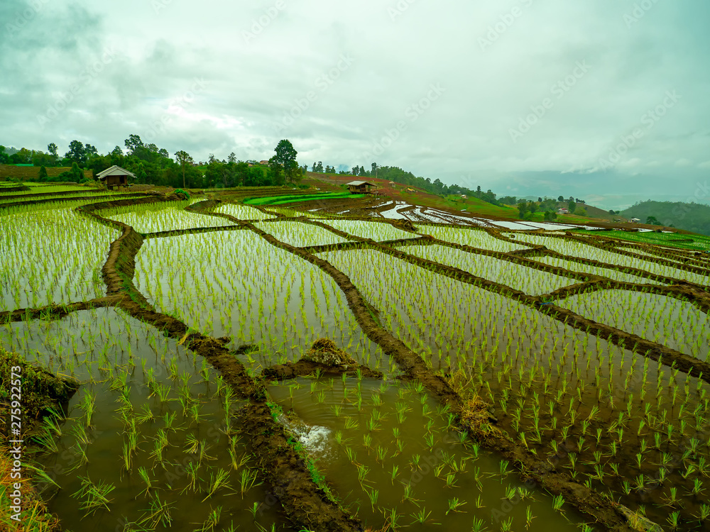 Pa Pong Peang rice terrace at the northern of Thailand in the day time  chiangmai thailand.