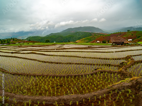 Pa Pong Peang rice terrace at the northern of Thailand in the day time  chiangmai thailand. photo