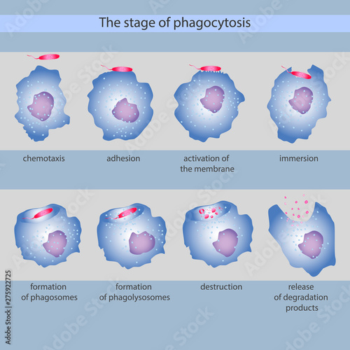 the stage of phagocytosis photo
