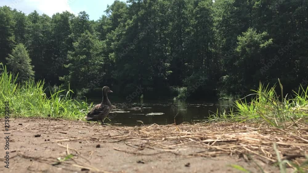 duck with ducklings swim in the lake in the forest. People feed the ducks bread duck with ducklings swim in the lake in the forest. People feed the ducks bread