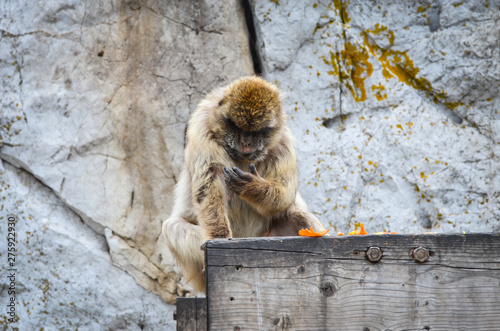 close of view of the gibraltar monkeys
