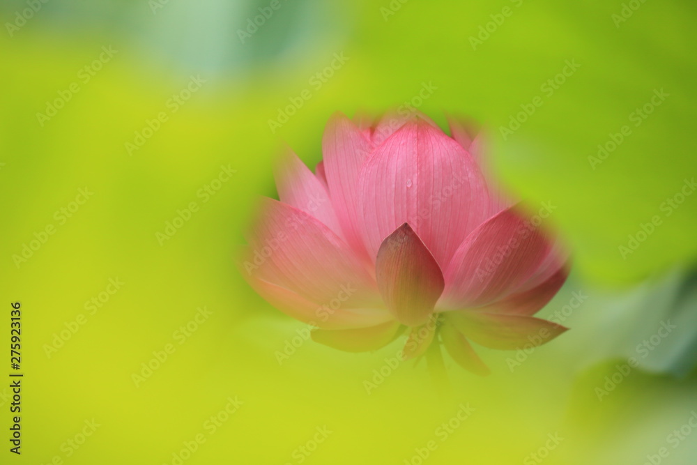 Fototapeta premium 葉っぱの中に隠れた蓮