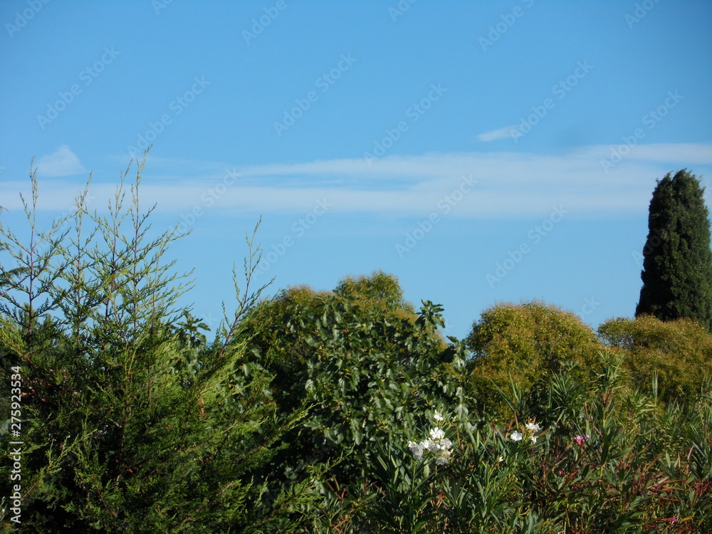 Fototapeta premium tree and blue sky