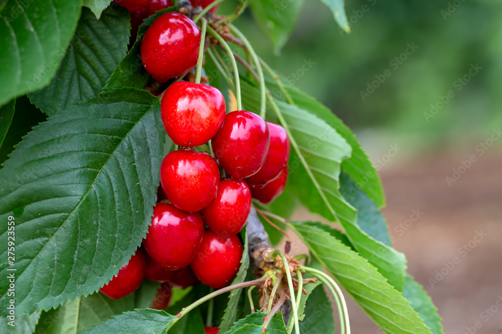 Cherry with leaf and stalk. Cherry tree.