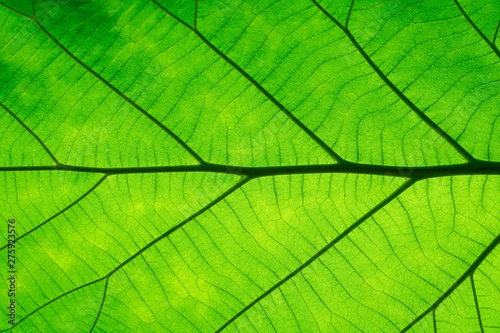 Macro shot. Green Leaf texture background 