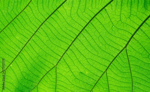 Macro shot. Green Leaf texture background 