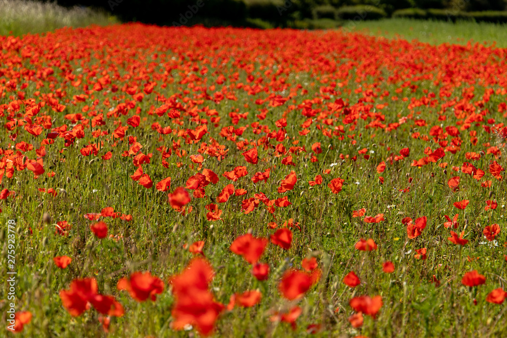 Poppies, Poppies and more Poppies