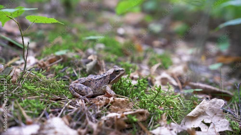 Frog sitting on the grass in the forest Frog sitting on the grass in the forest