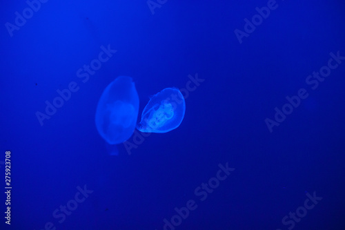 The beautiful jelly fish in the blue © taoty