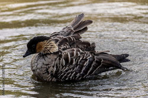 Hawaiian goose washing