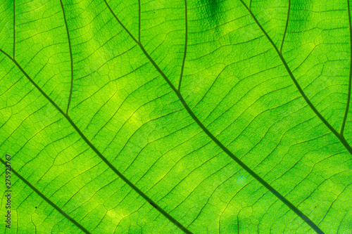 Leaf texture background.