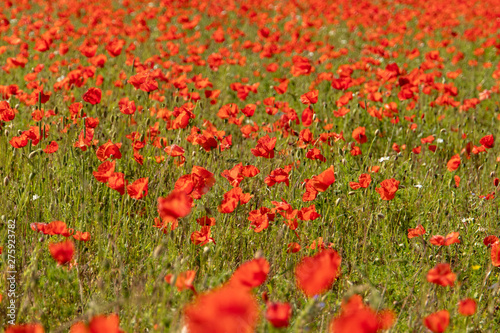 A Spread of Poppies