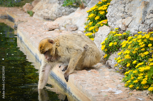 close of view of the gibraltar monkeys