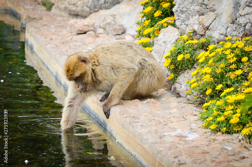 close of view of the gibraltar monkeys