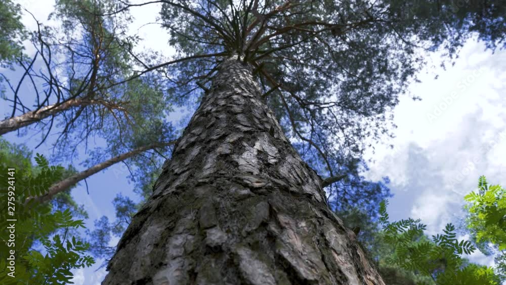 Camera movement around pine tree trunk. Camera revolves around pine tree trunk. Summer. Blue sky with clouds. Camera movement around pine tree trunk. Camera revolves around pine tree trunk. Summer. Blue sky with clouds.