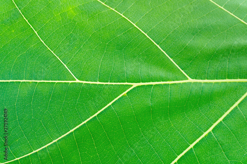 Macro shot. Close up Leaf texture background.