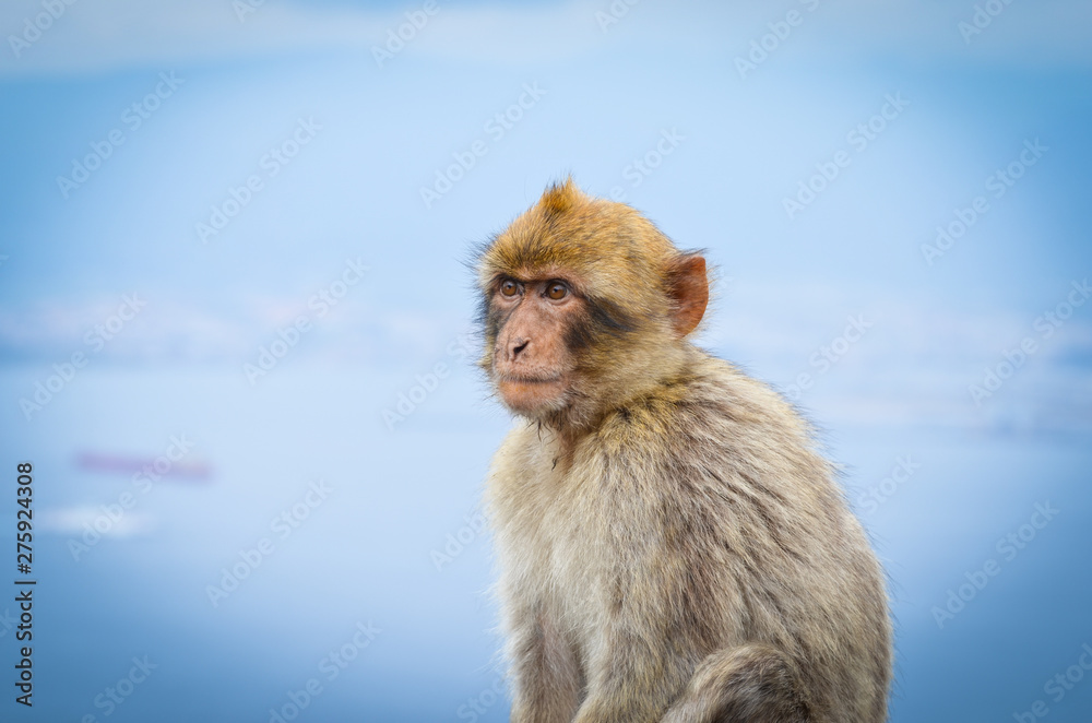 Naklejka premium close of view of the gibraltar monkeys