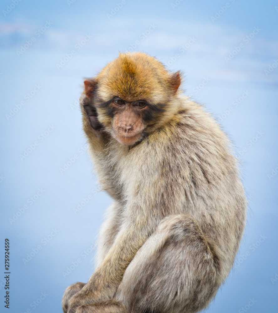 Naklejka premium close of view of the gibraltar monkeys