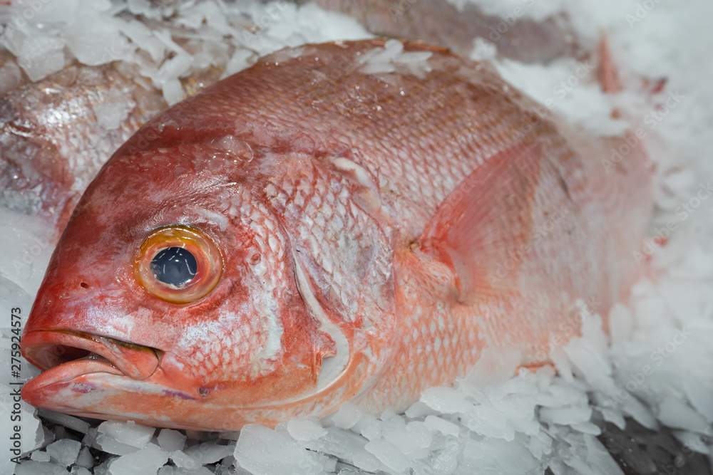 Carcass of fish Red snapper chilled on ice in the store. Shallow depth of field