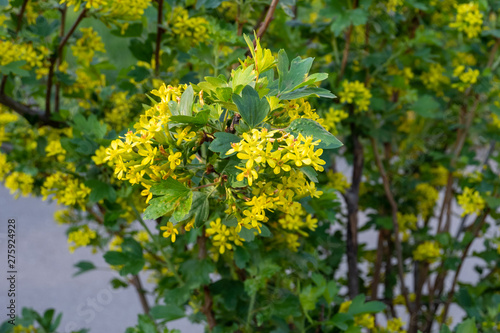 Yellow blossoms fruiting bushes Josta hybrid currant and gooseberry.