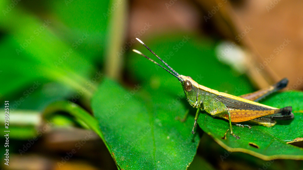 green grasshopper on the leaves green grasshopper on the leaves