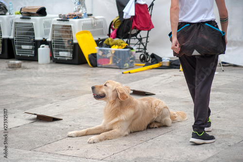 dog instructor gives orders to a golden retriever.