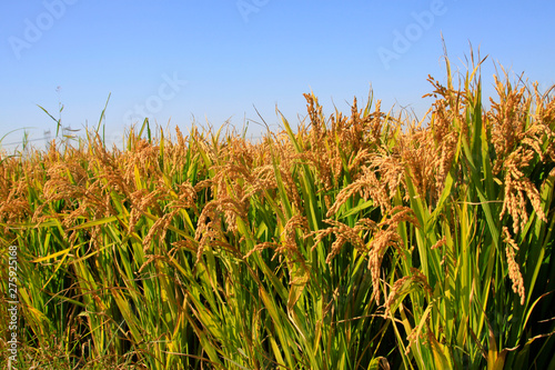 rice grain in the wild